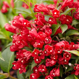 6-12 Inch Red Weigela Live Plant, Potted Ornamental Shrub For Garden Beds