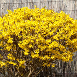 Yellow Forsythia Live Shrub, 14-18 Inches Tall In A Gallon Pot, Well Rooted
