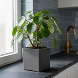 Live Pilea Peperomioides Houseplant, Round Green Leaves, 5-7 Inches Tall