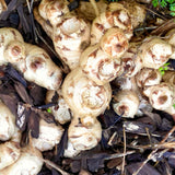 2 Live Ginger Plants, Well-Rooted Edible Herbs, 4-7 Inches Tall For Pots
