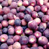Live Sherbet Berry Fruit Tree For Planting, Well-Rooted, 4-8 Inches Tall