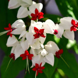 3 Live White Bleeding Heart Vine Plants, Bell-Shaped Flowers, 5-10 In.
