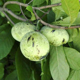 Live Pawpaw Fruit Tree In Pot, Well-Rooted Plant Measuring 6-12 Inches