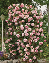 Pink Live Rose Plant, Reblooming Fragrant Flower Bush, 5 To 9 Inches Tall