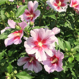 A Live Pink Rose Of Sharon Potted Plant, 6-13 Inches Tall Outdoor Shrub