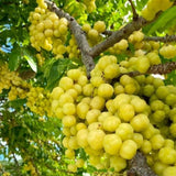 Live Star Gooseberry Plant, 1-1.5 Feet Tall, One Gallon Outdoor Growing Pot