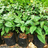 2 Live White Bleeding Heart Plants, Fragrant Flowering Vine, Bell Blooms