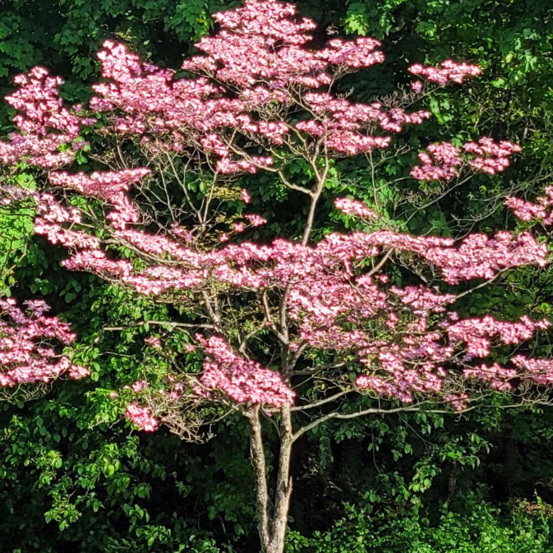 3 Pink Dogwood Trees, 6-12 Inches Tall, 2.5-Inch Pot, Outdoor Landscape