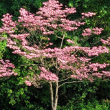3 Pink Dogwood Trees, 6-12 Inches Tall, 2.5-Inch Pot, Outdoor Landscape