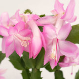 2 Live Pink Christmas Cactus Plants, 4-7 Inch Holiday Flower Houseplants