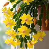 Live Yellow Thanksgiving Cactus Plant, 4-7 Inch Tall Christmas Houseplant