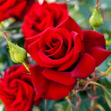 Live Red Rose Shrub, Fragrant Heirloom Starter Plant, 5-10 Inches Tall