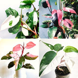 2 Variegated Philodendron Live Plants, 5-8 Inch Easy-Care Houseplants, Mix