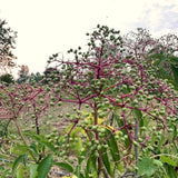 Live Black Elderberry Bush, 2-3 Ft Tall Perennial Shrub For Outdoor Gardens