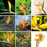 2 Yellow Bird Of Paradise Live Plants, 5-9 Inch Strelitzia Reginae, No Pot
