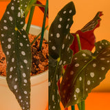 2 Live Begonia Angel Wing Maculata Plants, 5-9 Inch Tall, Indoor Foliage
