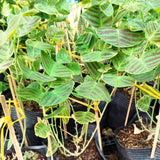 2 Live Christia Obcordata Plants, Patterned Triangular Leaves, 4-8 In Tall