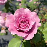 Live Purple Rose Bush For Garden Planting, Fragrant Blooms, 5-10 Inches