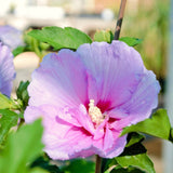 Pink Rose Of Sharon Live Plant, Garden Flowering Shrub, 6-13 Inches Tall