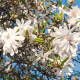 Live Star Magnolia Plant, Fragrant Blooms, 6-12 Inch Tall Garden Shrub