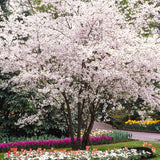 White Flowering Dogwood Tree, 6-12 Inches Tall, Home Garden, 4-Inch Pot