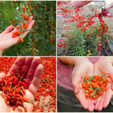 4 Live Goji Berry Plants, 3-6 Inch Sweet Fruit Bushes For Indoor Outdoor