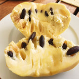 Quart Pot Pawpaw Live Fruit Tree, 6-12 Inches Tall, For Outdoor Gardens