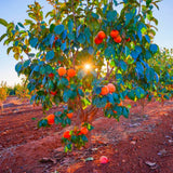 Live American Persimmon Tree, 1 Potted Seedling, 6-12 Inch Plant, Zones 4-9