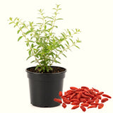 Live Goji Berry Tree, 5-9 Inch Cold Hardy Plant For Home Garden Spaces