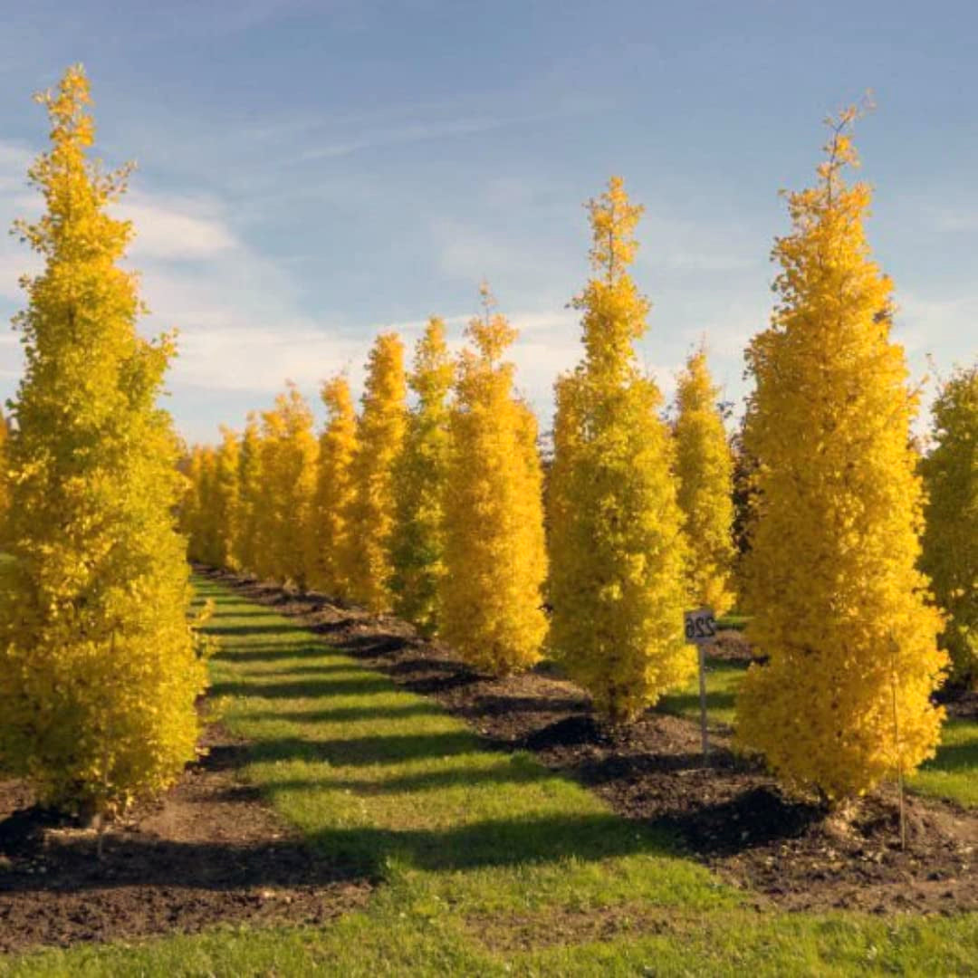 Live Ginkgo Biloba Tree Seedling, Yellow Shade Plant, 6-12 Inches Tall