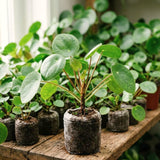 Live Pilea Peperomioides Houseplant, Round Green Leaves, 5-7 Inches Tall