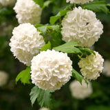 Live White Snowball Viburnum Shrub, 6-12 Inch Potted Outdoor Garden Plant