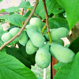 Cold Hardy Paw Paw Tree Live Plant, Quart Pot, 1 Year Old, 6-12 Inches