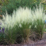 2 Live White Muhly Grass Plants, 5-9 Inch Perennial For Garden Borders