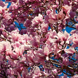 2 Live Saucer Magnolia Flowering Trees, 6-12 Inches Tall, 2.5-Inch Pots