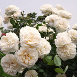 Live White Climbing Rose Plant, Starter Size 5-9 Inches, Ready To Plant