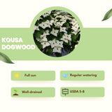 Live Kousa Dogwood Ornamental Tree, 8-10 Inches Tall, Quart Potted Plant
