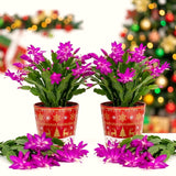 2 Holiday Houseplants, Live Purple Christmas Cactus Plants, 4-8 Inches Tall