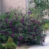 2 Dark Purple Butterfly Bush Plants, Perennial Shrubs, 4-7 Inches Tall