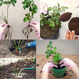 Live Don Juan Climbing Rose Plant, Hardy, Well Rooted, 5-9 Inches Tall