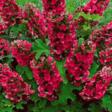 Compact Garden Hydrangea Live Shrub, Ruby Slipper, Plant In 4 Inch Pot