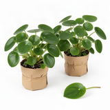 2 Live Pilea Peperomioides, 5-7 Inch Tall Money Houseplants For Indoors
