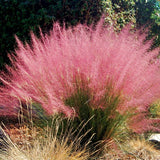 2 Live Pink Muhly Grass Plants, 5-9 Inch Starters For Borders And Pots
