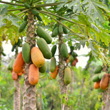 Live Sweet Papaya Fruit Tree, 5-10 Inches Tall In A 4-Inch Nursery Pot