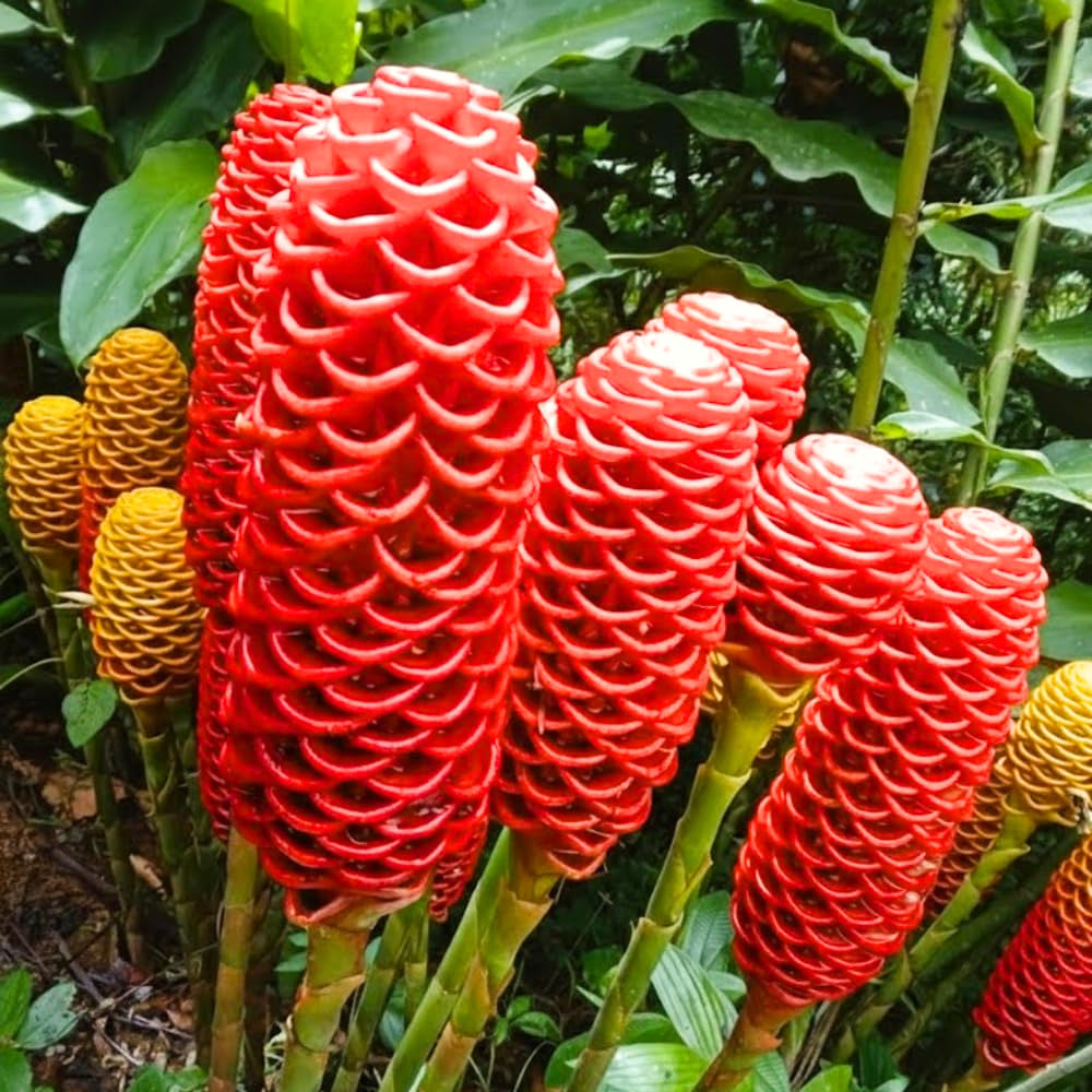 10 Awapuhi Shampoo Ginger Roots, Red Zingiber Zerumbet Plants For Growing