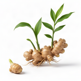 3 Live Ginger Flower Plants, Well-Rooted Culinary Herbs, 4-7 Inches Tall