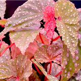 2 Live Pink Spot Begonia Maculata Plants, Angel Wing, 5-9 Inches Tall Set