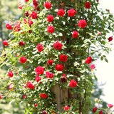Live Don Juan Climbing Rose Bush, Well-Rooted Plant For Indoor Or Outdoor