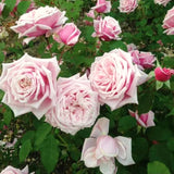 Light Pink Climbing Rose Live Plant, Fragrant Reblooming Flowering Bush