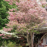Live Pink Dogwood Tree In Quart Pot, 8-10 Inches Tall, For Outdoor Planting